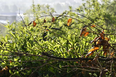 Close-up of butterfly on plant