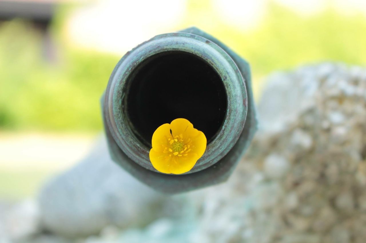 CLOSE-UP OF YELLOW FLOWER ON LEAF