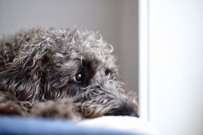 Dog, looking out of the window