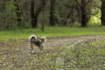 Dog in a field