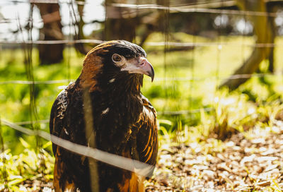 Close-up of a bird looking away