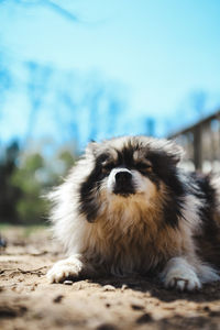 Portrait of dog on field