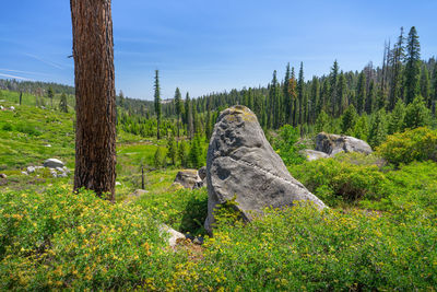 View of a forest