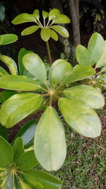 Close-up of green plants