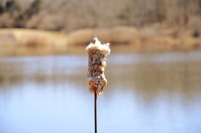 Close-up of cattail fluff by lake