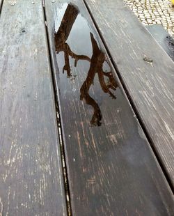 Close-up of lizard on wood