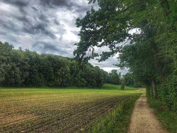Scenic view of trees on field against sky