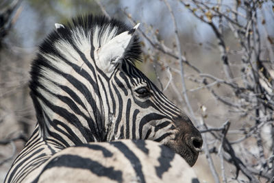 Close-up of zebra on tree