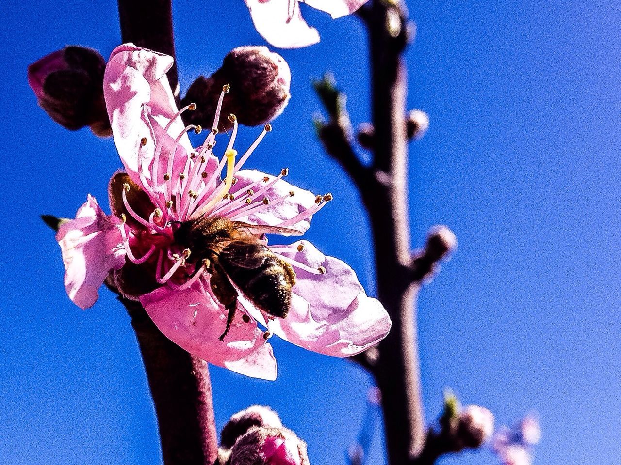 flower, animal themes, insect, animals in the wild, wildlife, one animal, fragility, close-up, purple, blue, nature, beauty in nature, petal, freshness, focus on foreground, pink color, growth, flower head, stem, no people