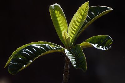 Close-up of fresh green plant against black background