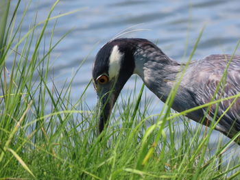 Close-up of a night heron 