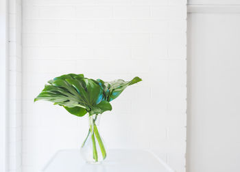 Close-up of plant in vase against wall at home