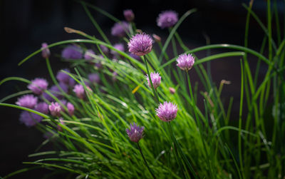 Close-up of purple flowering plants