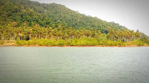 Scenic view of river with trees in background