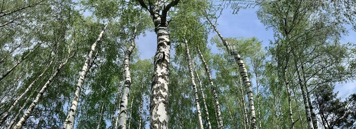 Low angle view of bamboo trees in forest