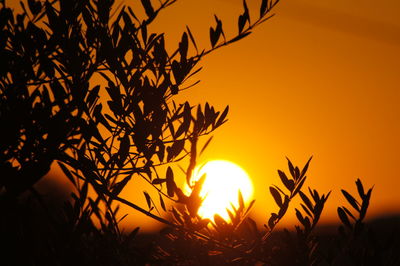 Silhouette plants against romantic sky at sunset