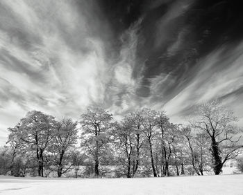 Bare trees on snow covered landscape