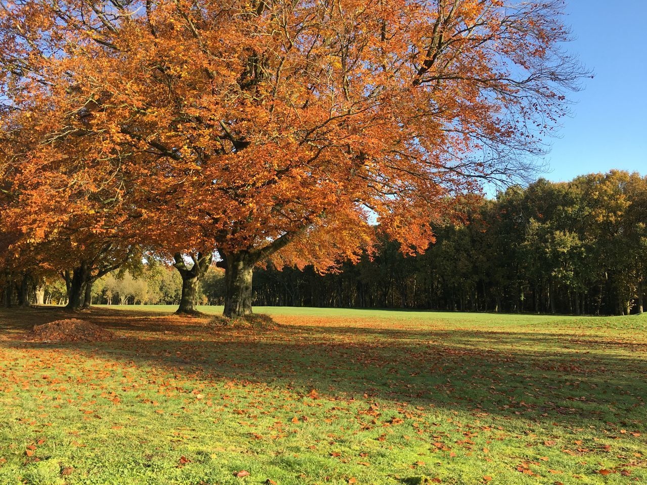 TREES ON GRASSY FIELD IN PARK