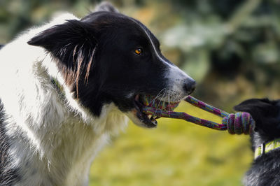 Close-up of dog looking away