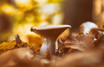 Surface level shot of mushroom growing on field during autumn