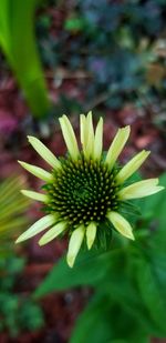 Close-up of flowering plant