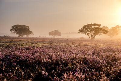 Scenic view of field against sky during sunset