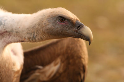 Close-up of eagle