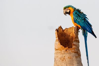 Low angle view of bird perching against clear sky