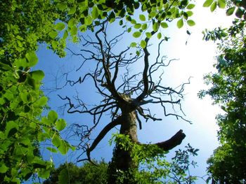 Low angle view of trees against sky