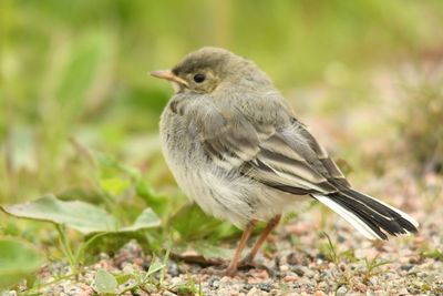 Close-up of bird perching on field