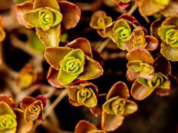 Close-up of yellow flowering plant