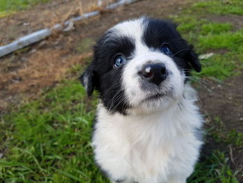 Close-up portrait of puppy