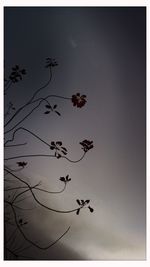 Low angle view of birds flying against sky