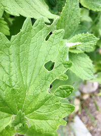 Close-up of green leaves on plant