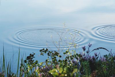 Close-up of purple flowering plants by lake against sky