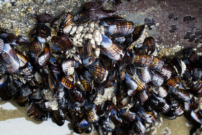 Close-up of seashell on beach