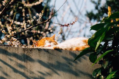 Close-up of kitten on plant