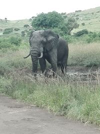 Elephant in a field