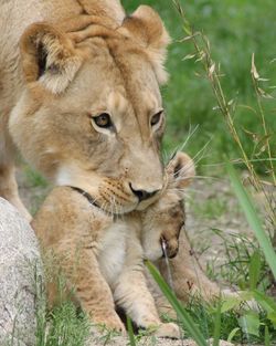 Full length of a lion with her baby