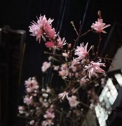 Close-up of pink flowers blooming outdoors