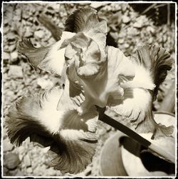 Close-up of cat flowers