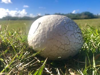 Close-up of grass on field against sky