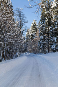 Road amidst trees against sky during winter