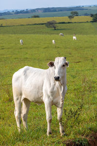 Herd of nellore cattle grazing in a pasture