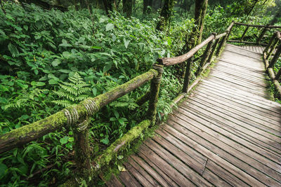 Wooden boardwalk amidst trees in forest