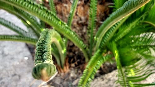 Close-up of cactus plant