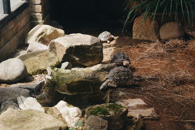 Close-up of snake on rock