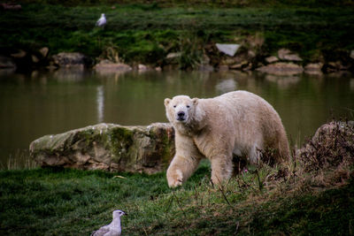 Sheep in water