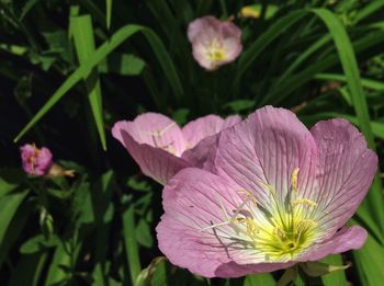 Close-up of pink flowers