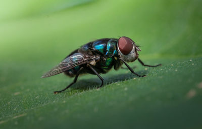 Close-up of fly